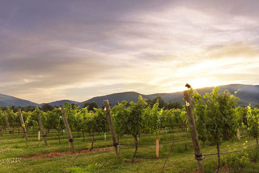Contact - View of Grape Vineyard at Sunset with Views of Mountains in the Background in Charlottesville Virginia